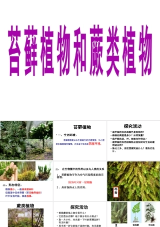 安徽省合肥市长丰县七年级生物上册 3.1.1《藻类、苔藓和蕨类植物》课件4 （新版）新人教版-（新版）新人教版初中七年级上册生物课件