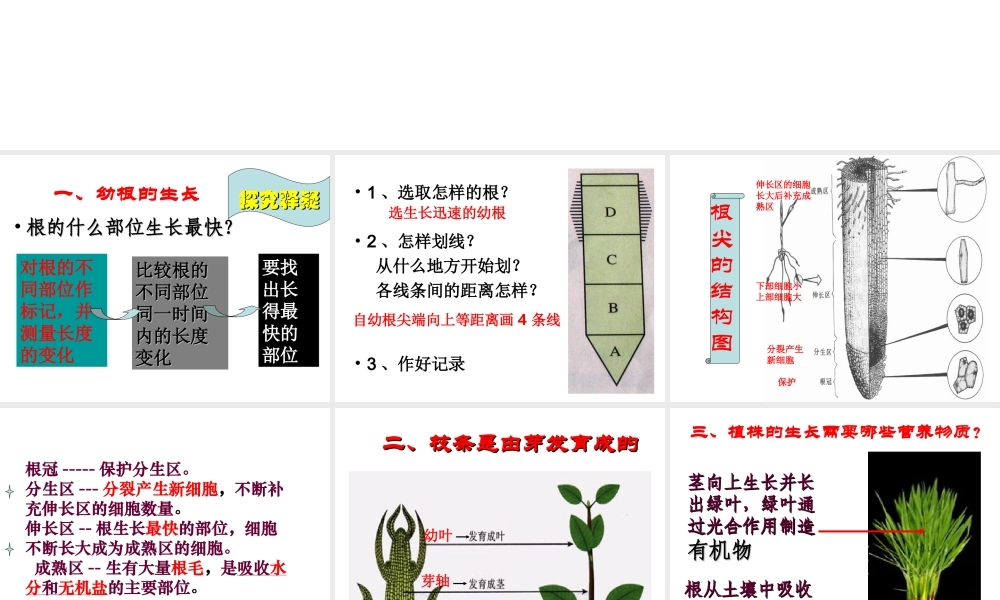 安徽省合肥市长丰县七年级生物上册 3.2.2 植株的生长课件1 （新版）新人教版-（新版）新人教版初中七年级上册生物课件
