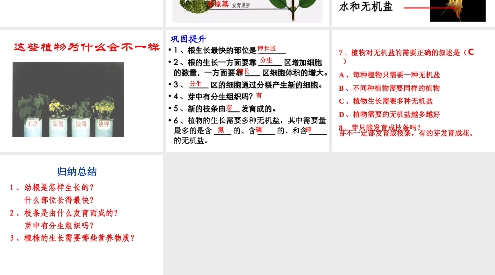 安徽省合肥市长丰县七年级生物上册 3.2.2 植株的生长课件1 （新版）新人教版-（新版）新人教版初中七年级上册生物课件