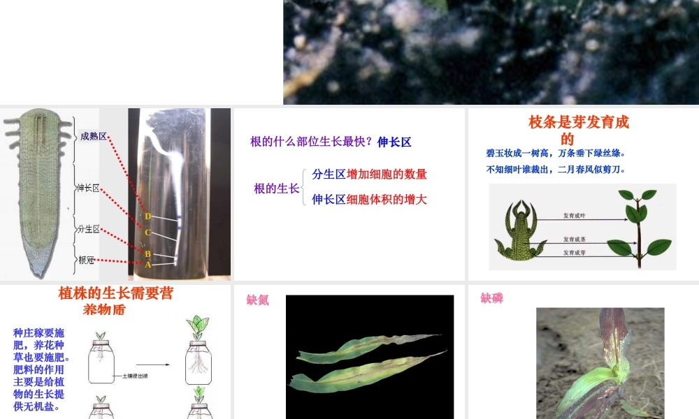 安徽省合肥市长丰县七年级生物上册 3.2.2 植株的生长课件2 （新版）新人教版-（新版）新人教版初中七年级上册生物课件