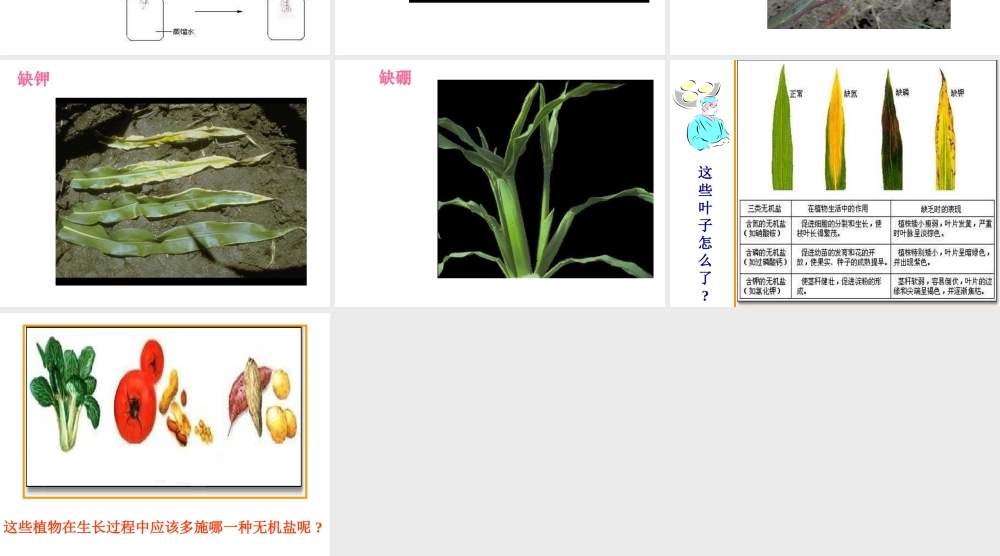 安徽省合肥市长丰县七年级生物上册 3.2.2 植株的生长课件2 （新版）新人教版-（新版）新人教版初中七年级上册生物课件