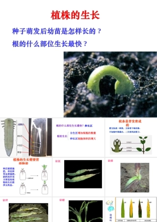 安徽省合肥市长丰县七年级生物上册 3.2.2 植株的生长课件2 （新版）新人教版-（新版）新人教版初中七年级上册生物课件