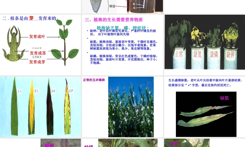 安徽省合肥市长丰县七年级生物上册 3.2.2 植株的生长课件3 （新版）新人教版-（新版）新人教版初中七年级上册生物课件