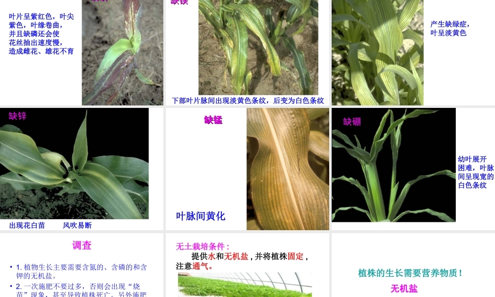 安徽省合肥市长丰县七年级生物上册 3.2.2 植株的生长课件3 （新版）新人教版-（新版）新人教版初中七年级上册生物课件