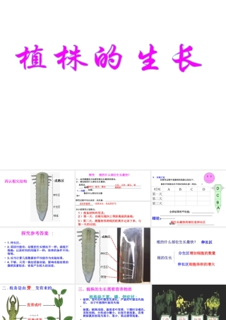 安徽省合肥市长丰县七年级生物上册 3.2.2 植株的生长课件3 （新版）新人教版-（新版）新人教版初中七年级上册生物课件