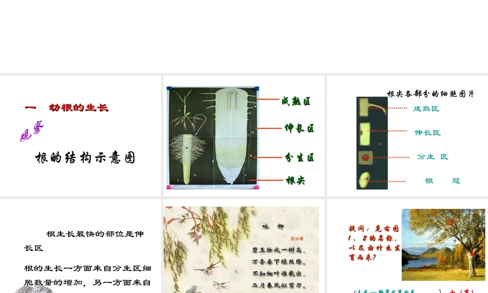 安徽省合肥市长丰县七年级生物上册 3.2.2 植株的生长课件4 （新版）新人教版-（新版）新人教版初中七年级上册生物课件