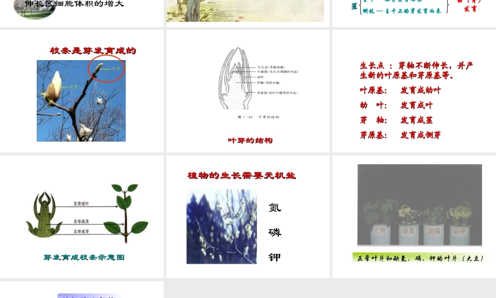 安徽省合肥市长丰县七年级生物上册 3.2.2 植株的生长课件4 （新版）新人教版-（新版）新人教版初中七年级上册生物课件
