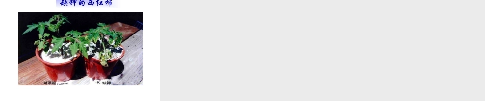 安徽省合肥市长丰县七年级生物上册 3.2.2 植株的生长课件4 （新版）新人教版-（新版）新人教版初中七年级上册生物课件