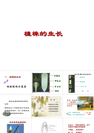 安徽省合肥市长丰县七年级生物上册 3.2.2 植株的生长课件4 （新版）新人教版-（新版）新人教版初中七年级上册生物课件