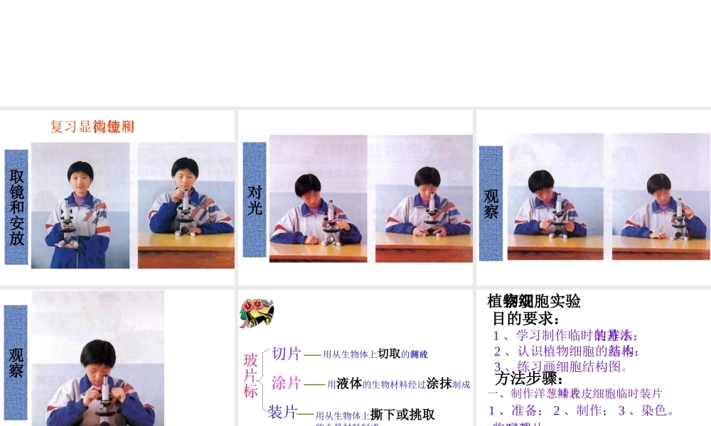 安徽省聊城定远中学七年级生物上册《植物细胞》课件