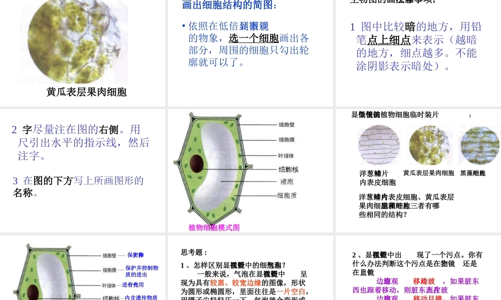 安徽省聊城定远中学七年级生物上册《植物细胞》课件