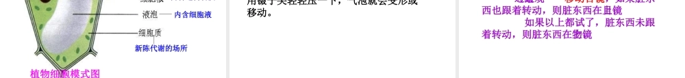 安徽省聊城定远中学七年级生物上册《植物细胞》课件
