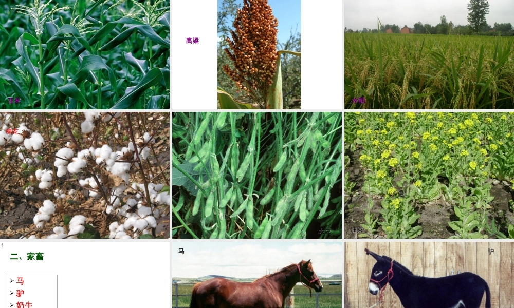 安徽省合肥市长丰县七年级生物上册 3.4.2《调查我们身边的生物》课件2 （新版）新人教版-（新版）新人教版初中七年级上册生物课件