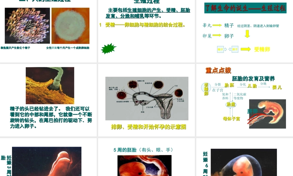 安徽省马鞍山市七年级生物上册 4.2 人的生殖课件 新人教版-新人教版初中七年级上册生物课件