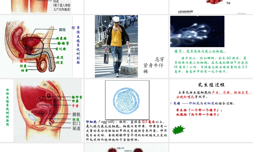 安徽省合肥市长丰县七年级生物下册 4.1.2《人的生殖》课件1 （新版）新人教版-（新版）新人教版初中七年级下册生物课件
