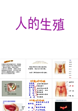安徽省合肥市长丰县七年级生物下册 4.1.2《人的生殖》课件3 （新版）新人教版-（新版）新人教版初中七年级下册生物课件