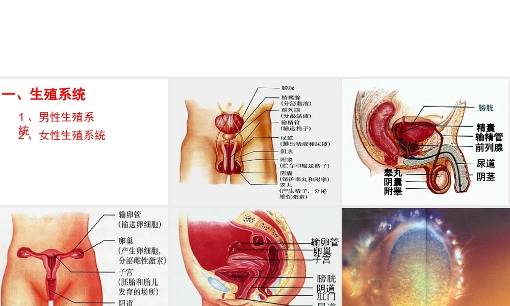 安徽省合肥市长丰县七年级生物下册 4.1.2《人的生殖》课件4 （新版）新人教版-（新版）新人教版初中七年级下册生物课件