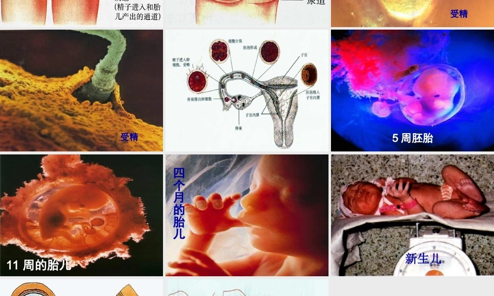 安徽省合肥市长丰县七年级生物下册 4.1.2《人的生殖》课件4 （新版）新人教版-（新版）新人教版初中七年级下册生物课件