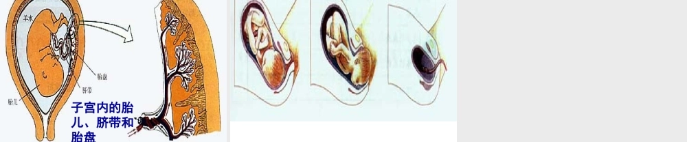 安徽省合肥市长丰县七年级生物下册 4.1.2《人的生殖》课件4 （新版）新人教版-（新版）新人教版初中七年级下册生物课件