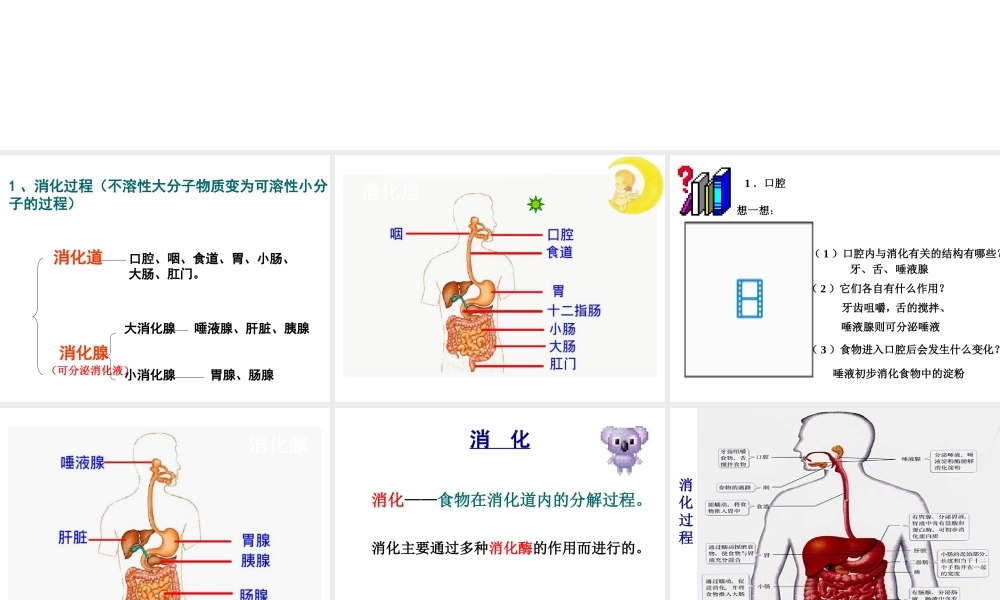 安徽省合肥市长丰县七年级生物下册 4.2.2《消化和吸收》课件1 （新版）新人教版-（新版）新人教版初中七年级下册生物课件