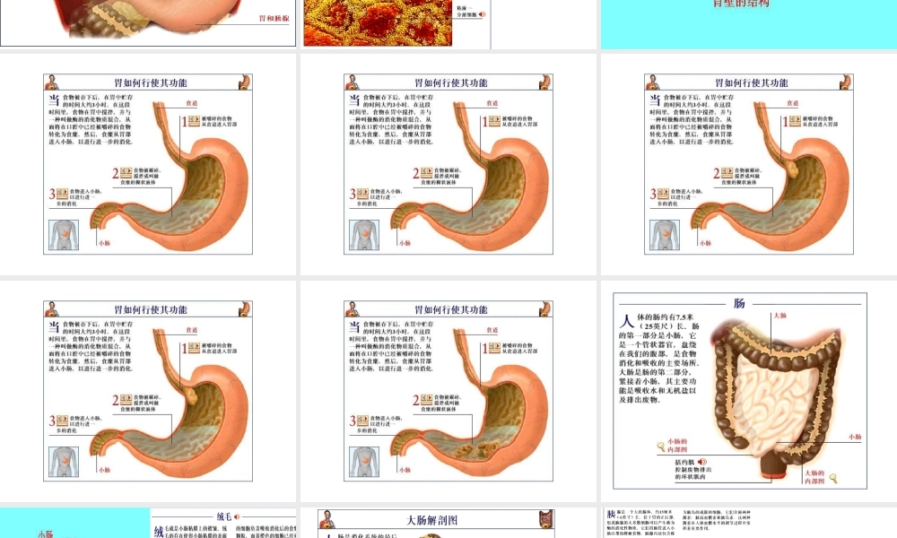 安徽省合肥市长丰县七年级生物下册 4.2.2《消化和吸收》课件4 （新版）新人教版-（新版）新人教版初中七年级下册生物课件