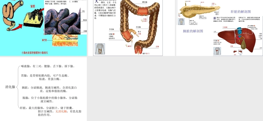 安徽省合肥市长丰县七年级生物下册 4.2.2《消化和吸收》课件4 （新版）新人教版-（新版）新人教版初中七年级下册生物课件