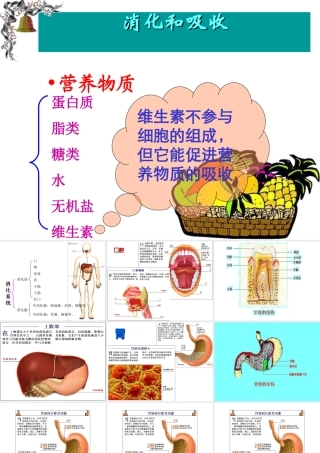 安徽省合肥市长丰县七年级生物下册 4.2.2《消化和吸收》课件4 （新版）新人教版-（新版）新人教版初中七年级下册生物课件