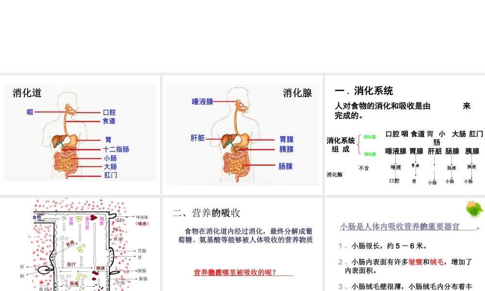 安徽省合肥市长丰县七年级生物下册 4.2.3《合理营养与食品安全》课件3 （新版）新人教版-（新版）新人教版初中七年级下册生物课件