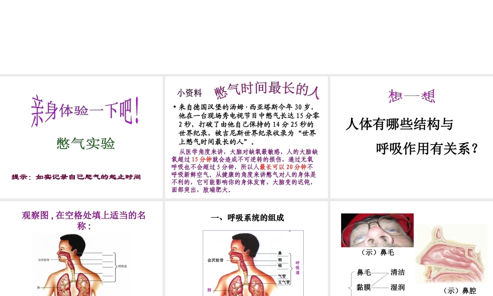 安徽省合肥市长丰县七年级生物下册 4.3.1 呼吸道对空气的处理课件1 （新版）新人教版-（新版）新人教版初中七年级下册生物课件