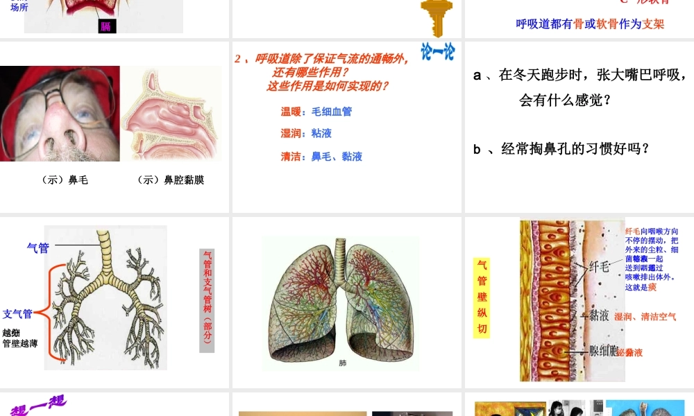 安徽省合肥市长丰县七年级生物下册 4.3.1 呼吸道对空气的处理课件2 （新版）新人教版-（新版）新人教版初中七年级下册生物课件