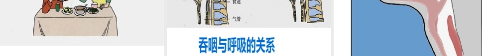 安徽省合肥市长丰县七年级生物下册 4.3.1 呼吸道对空气的处理课件2 （新版）新人教版-（新版）新人教版初中七年级下册生物课件