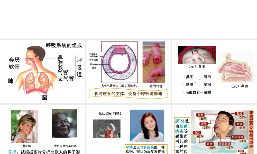 安徽省合肥市长丰县七年级生物下册 4.3.1 呼吸道对空气的处理课件3 （新版）新人教版-（新版）新人教版初中七年级下册生物课件