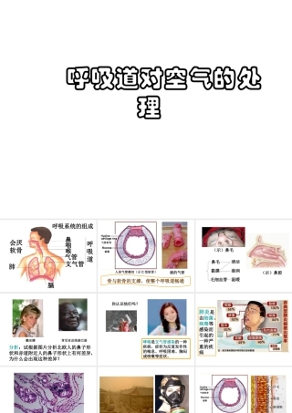 安徽省合肥市长丰县七年级生物下册 4.3.1 呼吸道对空气的处理课件3 （新版）新人教版-（新版）新人教版初中七年级下册生物课件