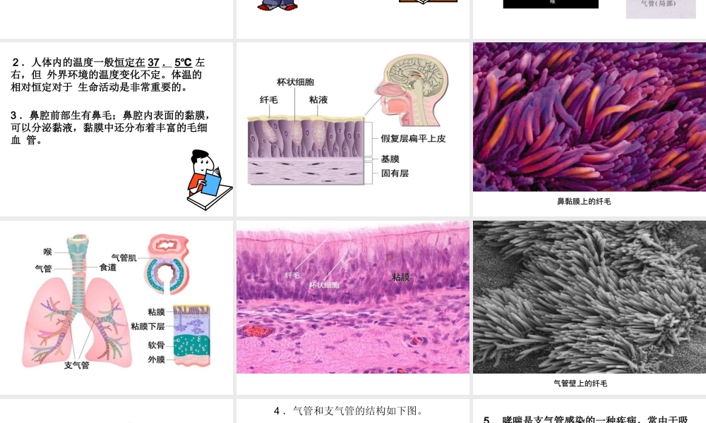 安徽省合肥市长丰县七年级生物下册 4.3.1 呼吸道对空气的处理课件4 （新版）新人教版-（新版）新人教版初中七年级下册生物课件
