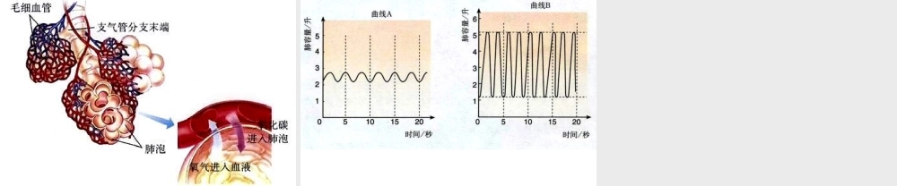 安徽省合肥市长丰县七年级生物下册 4.3.2《发生在肺内的气体交换》课件4 （新版）新人教版-（新版）新人教版初中七年级下册生物课件