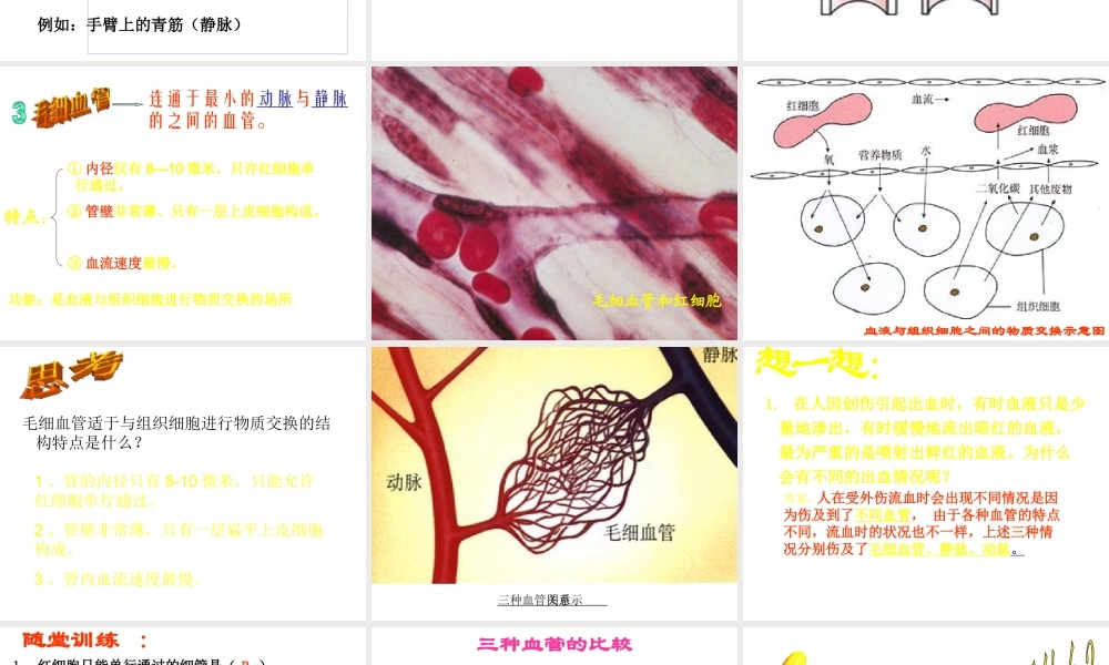 安徽省合肥市长丰县七年级生物下册 4.4.2《血流的管道—血管》课件1 （新版）新人教版-（新版）新人教版初中七年级下册生物课件