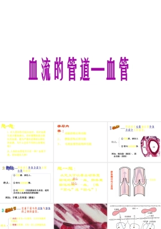 安徽省合肥市长丰县七年级生物下册 4.4.2《血流的管道—血管》课件1 （新版）新人教版-（新版）新人教版初中七年级下册生物课件