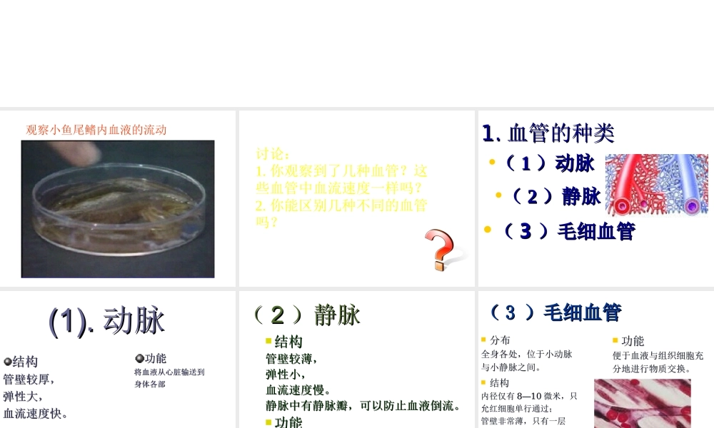 安徽省合肥市长丰县七年级生物下册 4.4.2《血流的管道—血管》课件3 （新版）新人教版-（新版）新人教版初中七年级下册生物课件