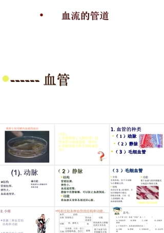 安徽省合肥市长丰县七年级生物下册 4.4.2《血流的管道—血管》课件3 （新版）新人教版-（新版）新人教版初中七年级下册生物课件