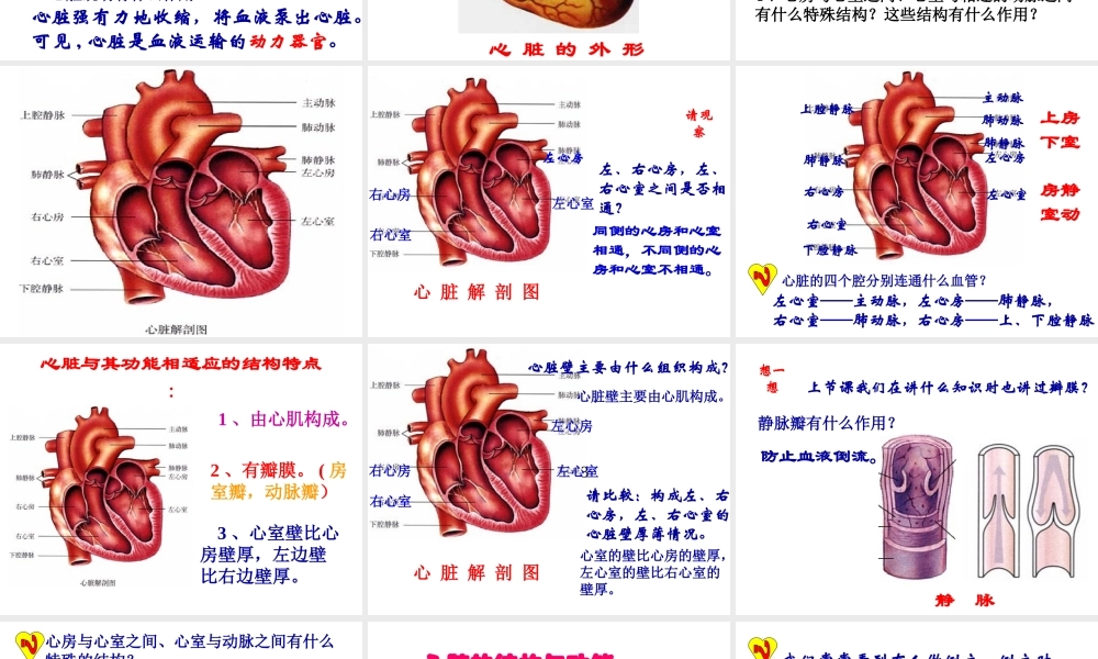 安徽省芜湖市芜湖县湾沚镇三元初级中学七年级生物下册 第三节 输送血液的泵--心脏课件 新人教版