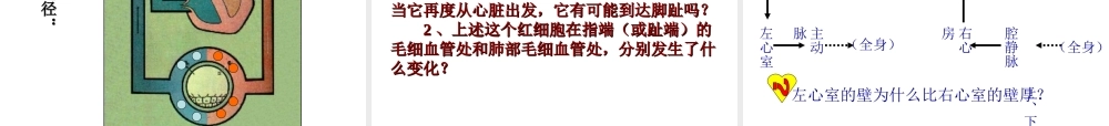 安徽省芜湖市芜湖县湾沚镇三元初级中学七年级生物下册 第三节 输送血液的泵--心脏课件 新人教版