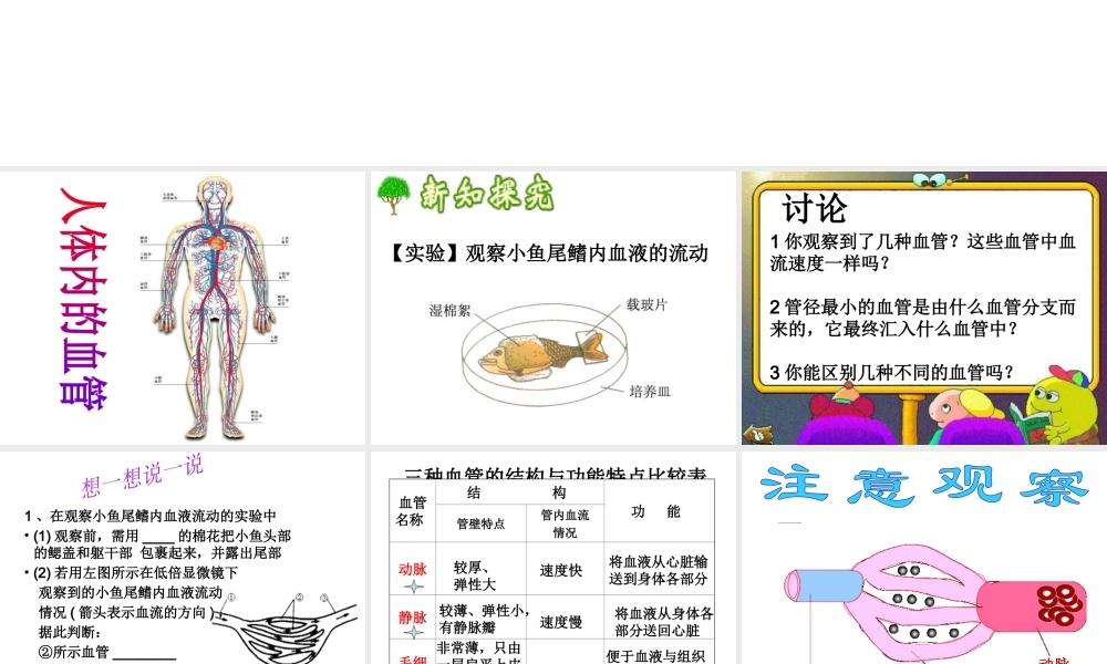 安徽省合肥市长丰县七年级生物下册 4.4.2《血流的管道—血管》课件4 （新版）新人教版-（新版）新人教版初中七年级下册生物课件