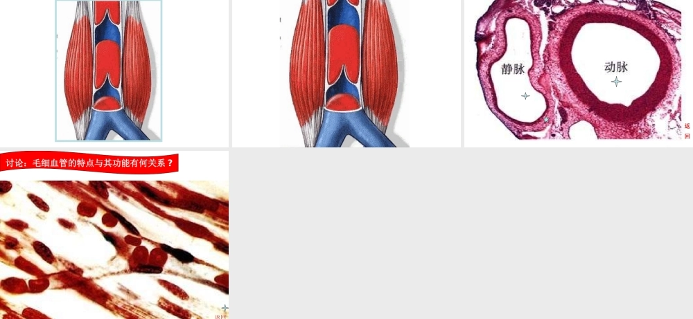 安徽省合肥市长丰县七年级生物下册 4.4.2《血流的管道—血管》课件4 （新版）新人教版-（新版）新人教版初中七年级下册生物课件