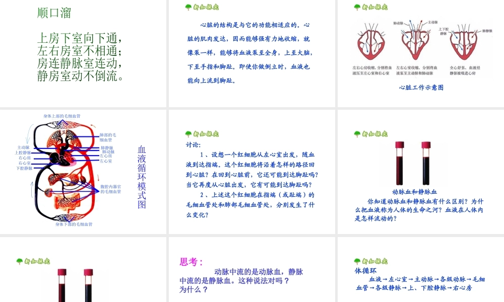 安徽省合肥市长丰县七年级生物下册 4.4.3 输送血液的泵 心脏课件1 （新版）新人教版-（新版）新人教版初中七年级下册生物课件