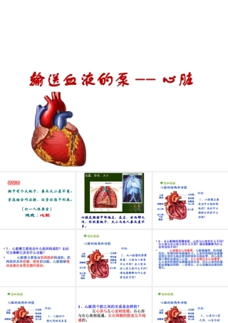 安徽省合肥市长丰县七年级生物下册 4.4.3 输送血液的泵 心脏课件1 （新版）新人教版-（新版）新人教版初中七年级下册生物课件