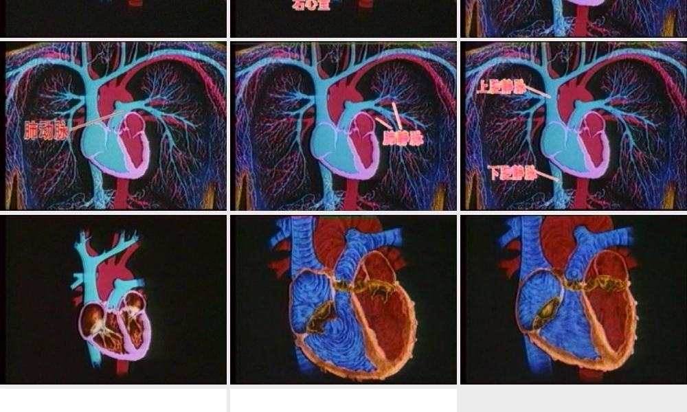 安徽省合肥市长丰县七年级生物下册 4.4.3 输送血液的泵 心脏课件2 （新版）新人教版-（新版）新人教版初中七年级下册生物课件