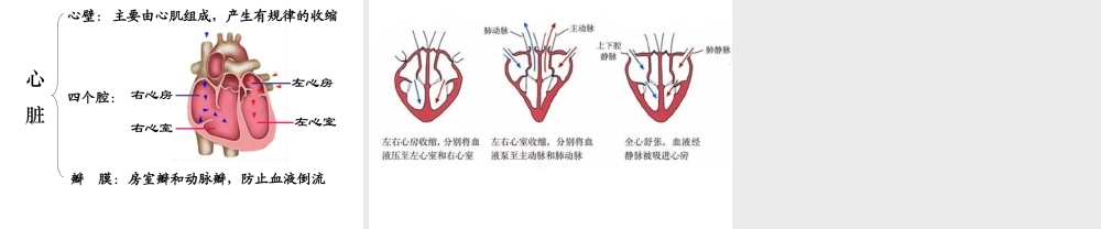 安徽省合肥市长丰县七年级生物下册 4.4.3 输送血液的泵 心脏课件2 （新版）新人教版-（新版）新人教版初中七年级下册生物课件