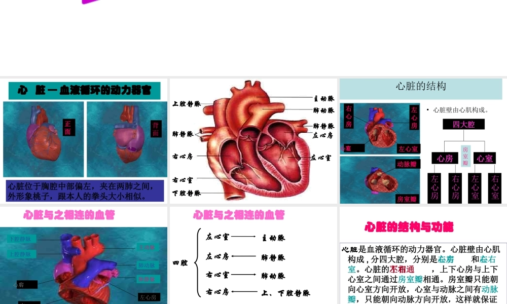 安徽省合肥市长丰县七年级生物下册 4.4.3 输送血液的泵 心脏课件3 （新版）新人教版-（新版）新人教版初中七年级下册生物课件