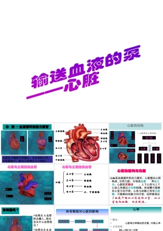 安徽省合肥市长丰县七年级生物下册 4.4.3 输送血液的泵 心脏课件3 （新版）新人教版-（新版）新人教版初中七年级下册生物课件