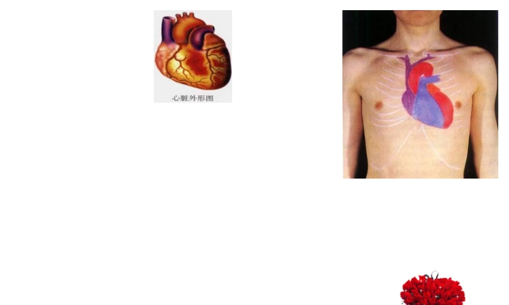 安徽省合肥市长丰县七年级生物下册 4.4.3 输送血液的泵 心脏课件4 （新版）新人教版-（新版）新人教版初中七年级下册生物课件